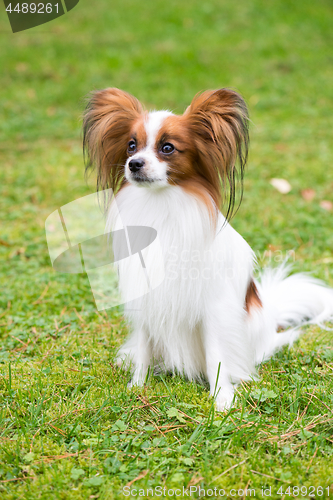 Image of Portrait of a papillon purebreed dog