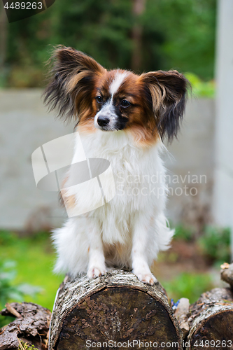 Image of Portrait of a papillon purebreed dog