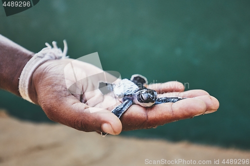 Image of Rescue of one day old green turtle