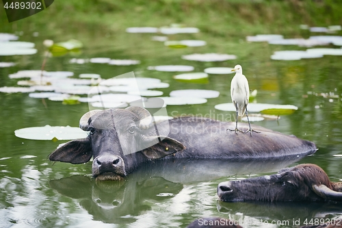 Image of Cooperation between water buffalo and bird