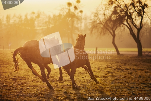 Image of Two horses at sunset