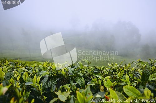 Image of Tea plantations in clouds