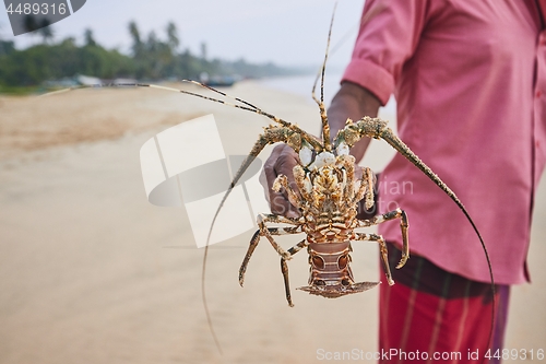 Image of Fisherman showing lobster