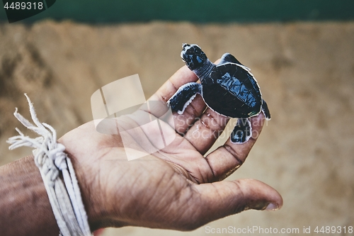 Image of Rescue of one day old green turtle