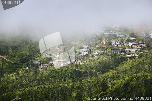 Image of Tea plantations in clouds