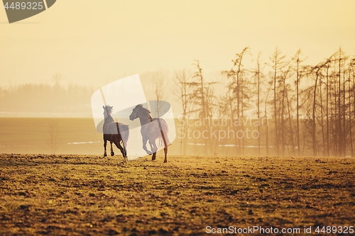 Image of Two horses at sunset
