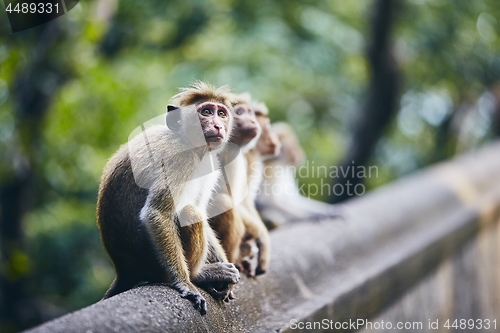 Image of Group of cute monkeys