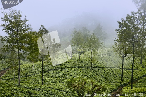 Image of Tea plantations in clouds