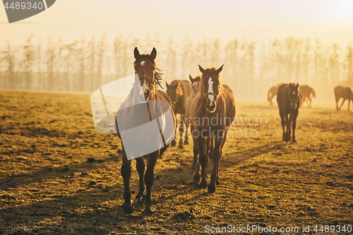 Image of Herd of horses at sunset