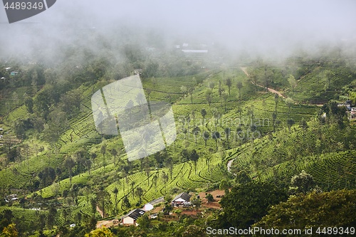 Image of Tea plantations in clouds