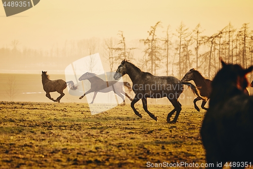 Image of Herd of horses at sunset