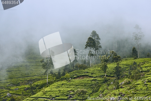 Image of Tea plantation in clouds