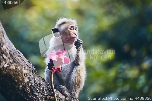 Image of Group of cute monkeys