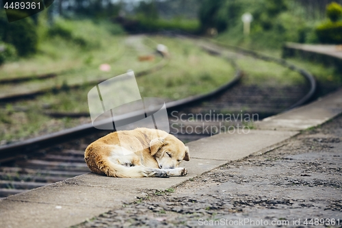 Image of Loyalty dog sleeping at train station