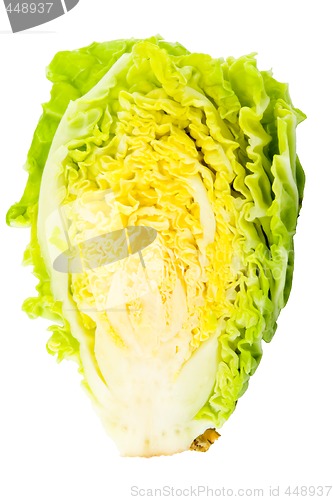 Image of Cabbage