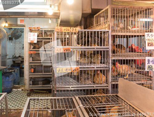 Image of Chickens in Cages