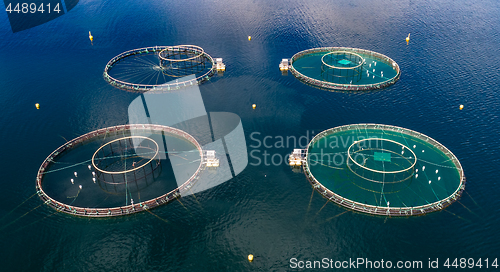 Image of Farm salmon fishing