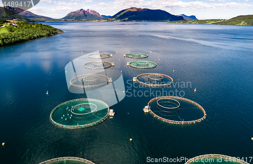 Image of Farm salmon fishing