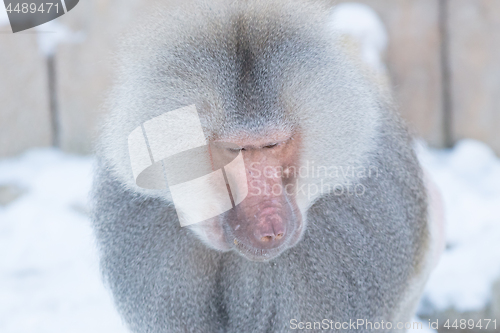 Image of Close up of male hamadryas baboon