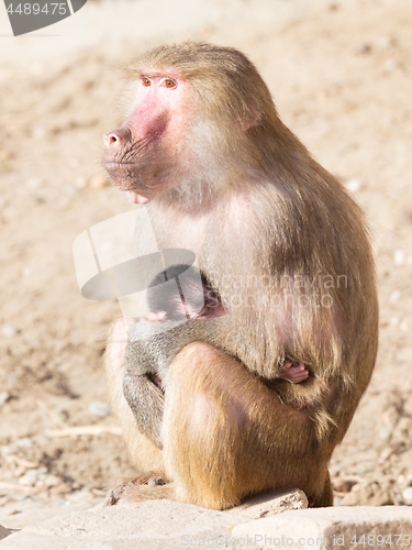 Image of Baboon mother and her little one