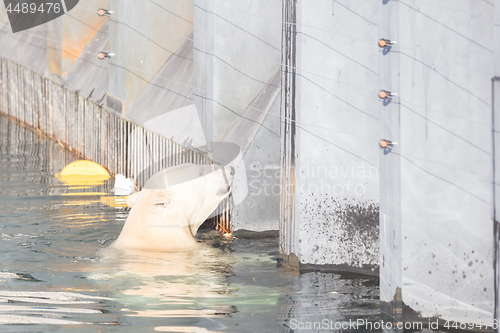 Image of Close-up of a polarbear (icebear)