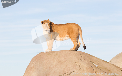 Image of Lioness watching from a rock