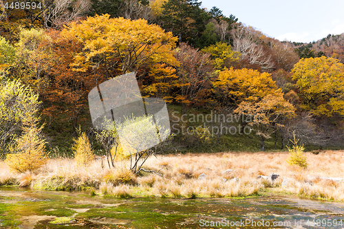 Image of Swamp in Autumn season