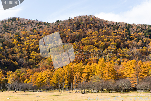 Image of Beautiful forest in autumn