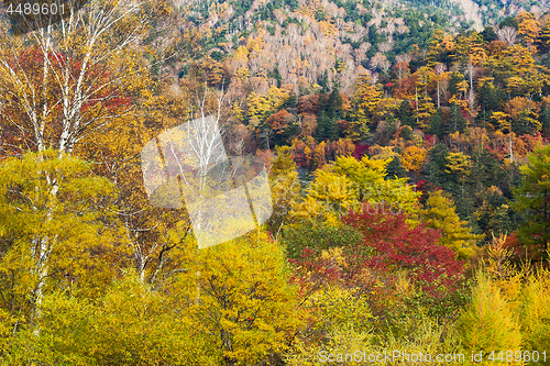 Image of Autumn forest