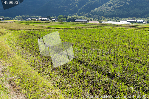 Image of Fresh Rice field 