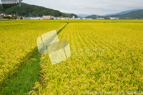 Image of Rice farm