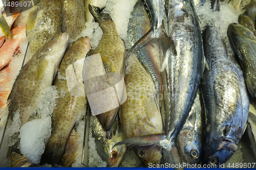 Image of Variety of raw fresh fish