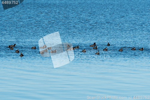 Image of Coots together in a flock