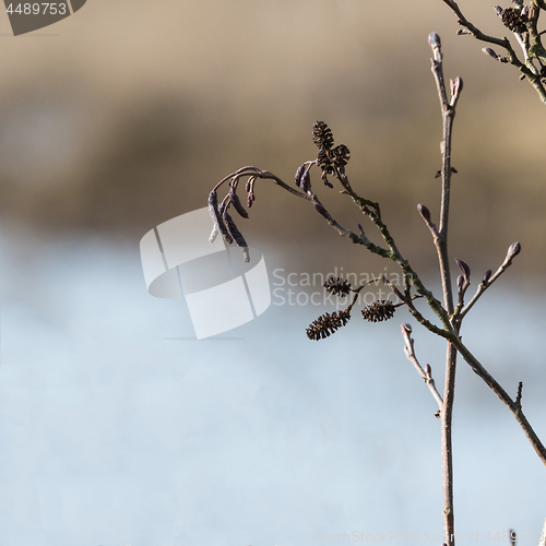 Image of Blossom alder tree