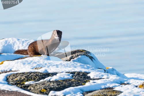 Image of One courious mink in winter season