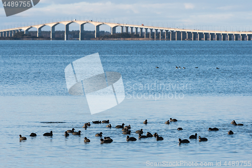 Image of Flock with Coots in the Baltic Sea