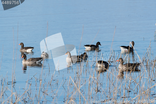 Image of Greylag Geese in the reeds