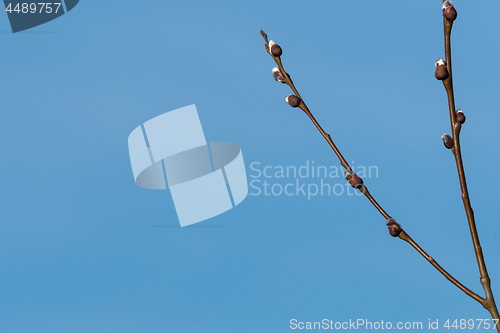Image of Willow catkins by a blue sky