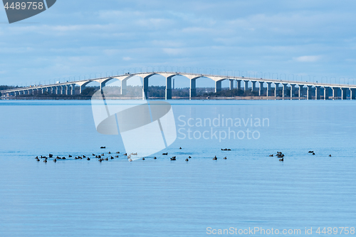 Image of Overwintering flock with Coots