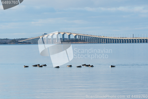 Image of Resting Canadian Geese in the Baltic Sea