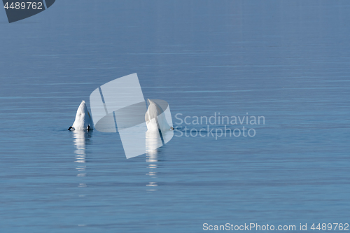 Image of Swans grazing upside down