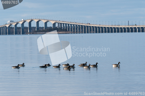 Image of Flock with Canadian Geese