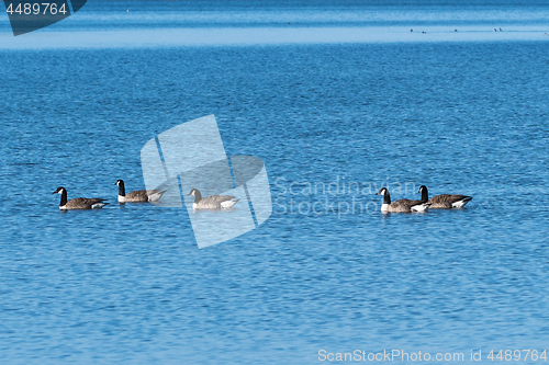 Image of Flock with swimming Canadian Geese