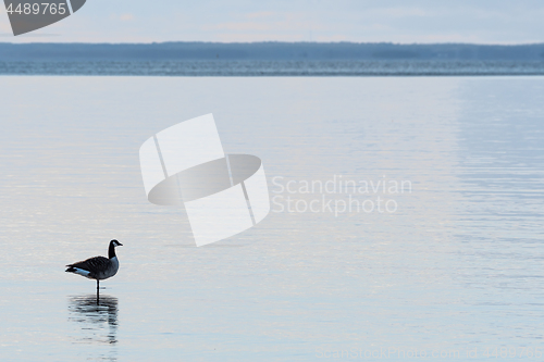 Image of Canadian Goose standing in the water