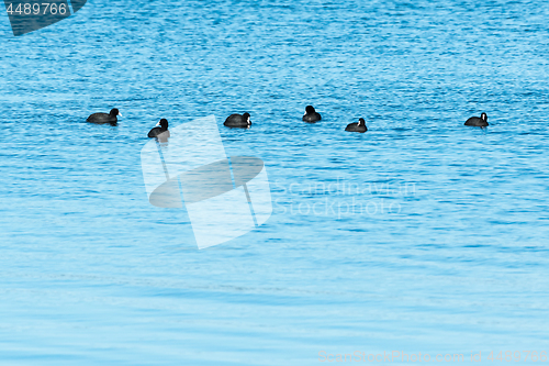 Image of Small group with Coots