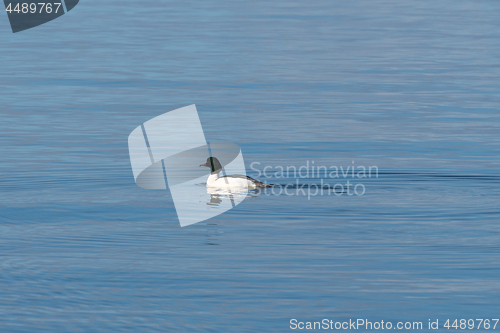 Image of Swimming Goosander duck