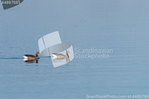 Image of Couple of Greylag Geese