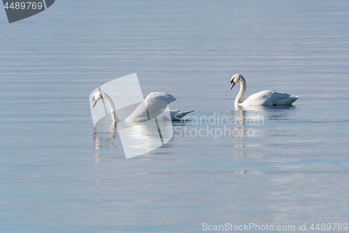 Image of Couple Mute Swans in calm water