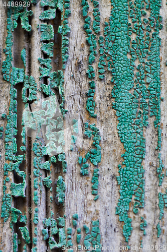 Image of Old wooden door texture background