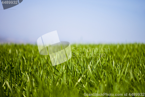 Image of Field of green grass and sky